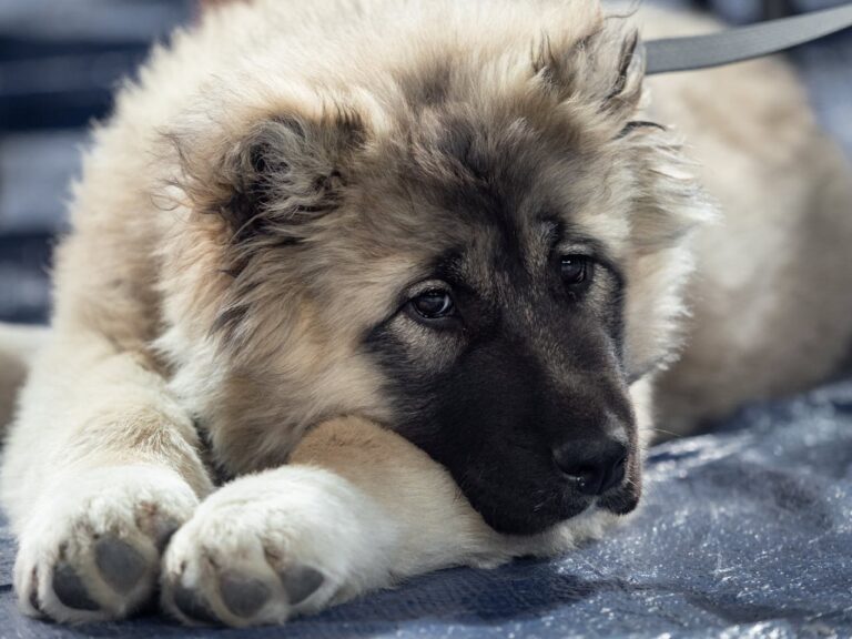 Caucasian Shepherd Dog Breed